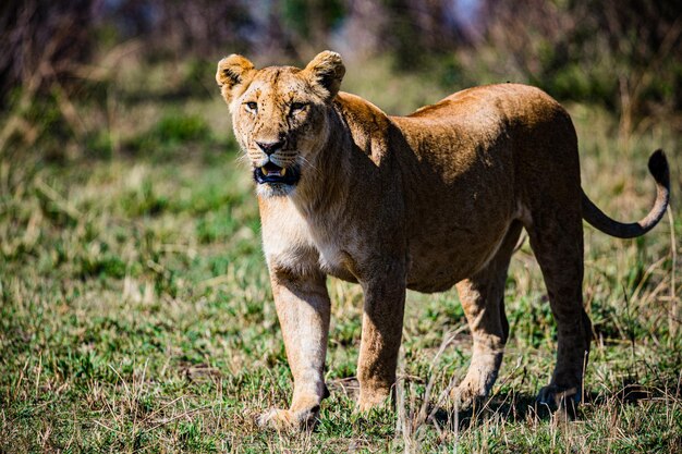 Lioness Wild Cat Wildlife Animals Savanna Grassland Wilderness Maasai Mara National Park Kenia