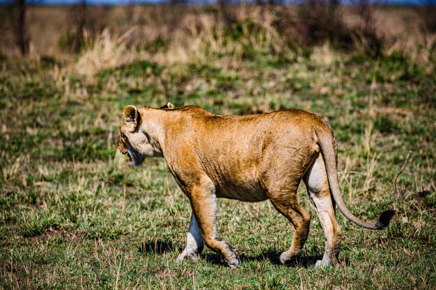 Lioness Wild Cat Wildlife Animals Savanna Grassland Wilderness Maasai Mara National Park Kenia