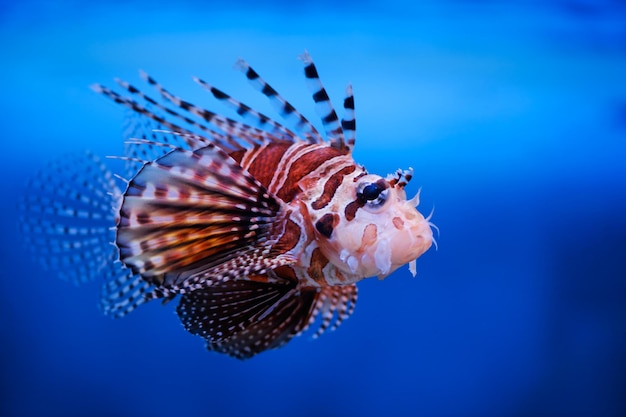 Lionfish