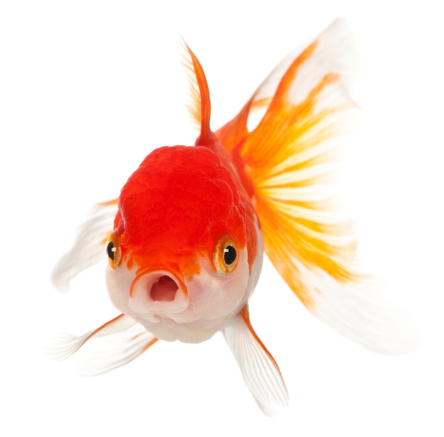 Zdjęcie lionhead goldfish carassius auratus przed białym tłem