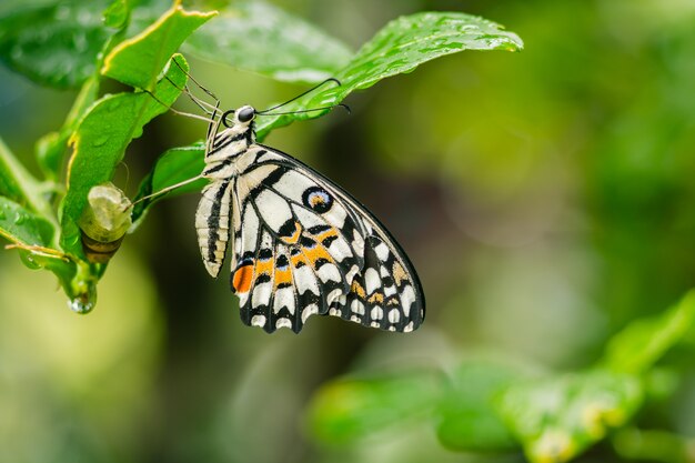 Lipa Motyl Z Kokonu