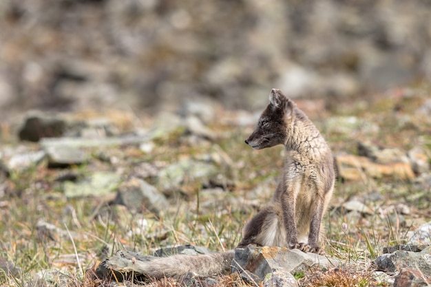 Lis arktyczny, patrząc z boku, Svalbard