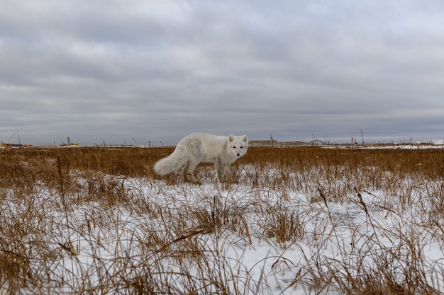 Lis arktyczny zimą w tundrze syberyjskiej