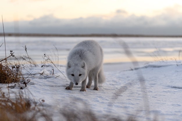Zdjęcie lis arktyczny zimą w tundrze syberyjskiej