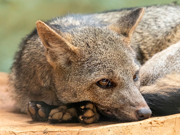 Lis krabożerny (Cerdocyon thous), znany również jako lis leśny, lis leśny, bushdog lub maikong