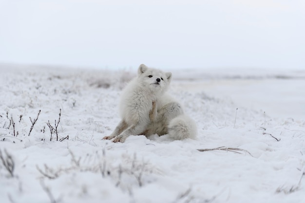 Lis Polarny Siedzący W Dzikiej Tundrze Lis Polarny Drapie Się