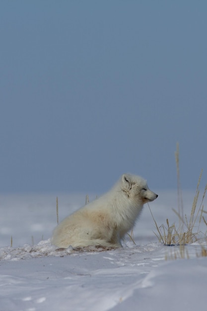 Lis Polarny Vulpes Lagopus Siedzący W śniegu I Wpatrujący Się W Tundrę W Pobliżu Arviat Nunavut