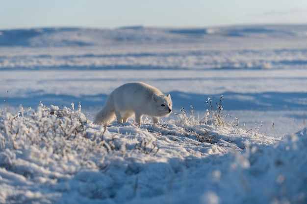 Lis Polarny Vulpes Lagopus Ukryty W Dzikiej Tundrze