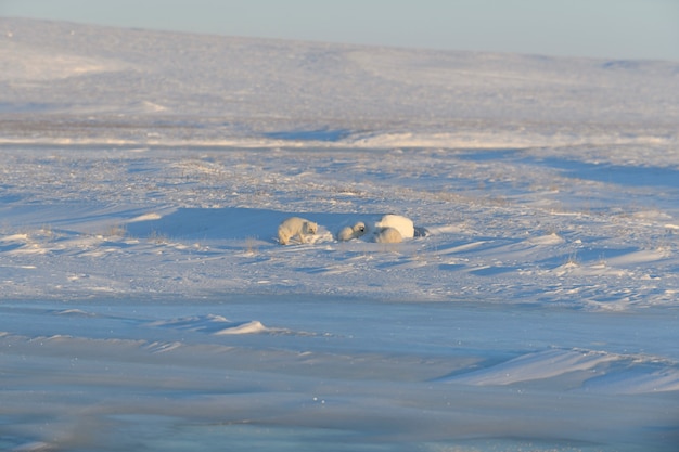 Lis polarny (Vulpes Lagopus) w dzikiej tundrze. Leżący lis polarny. Spanie w tundrze.