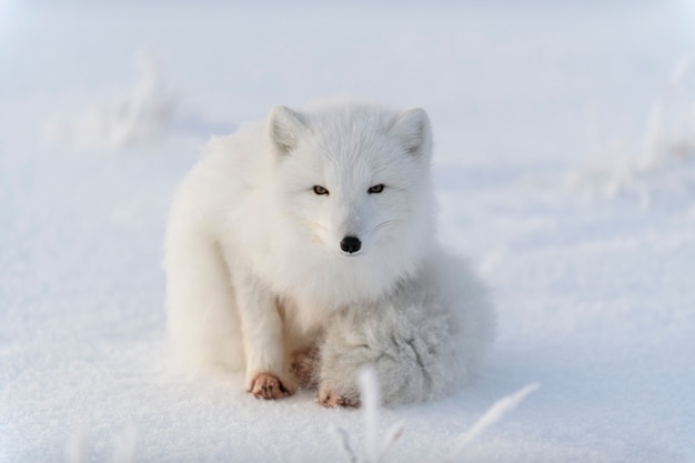 Lis polarny (Vulpes Lagopus) w dzikiej tundrze. Leżący lis polarny. Spanie w tundrze.