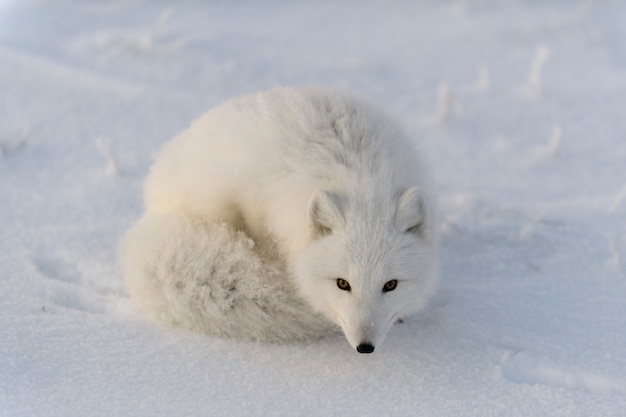 Lis polarny (Vulpes Lagopus) w dzikiej tundrze. Leżący lis polarny. Spanie w tundrze.