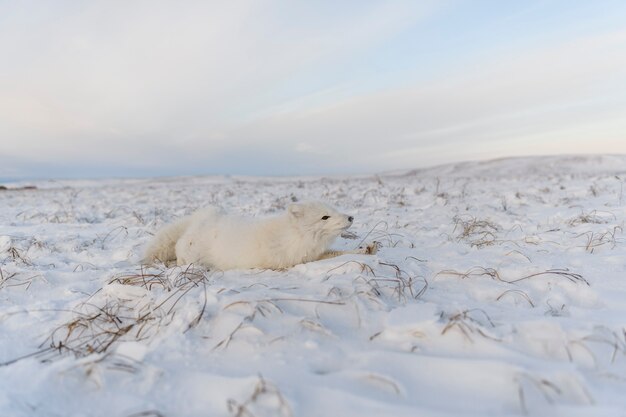 Lis polarny (Vulpes Lagopus) w dzikiej tundrze. Leżący lis polarny.