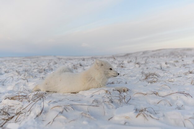 Lis polarny (Vulpes Lagopus) w dzikiej tundrze. Leżący lis polarny.