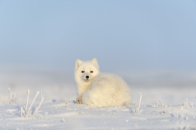 Lis polarny (Vulpes Lagopus) w dzikiej tundrze. Lis polarny leżący. Spanie w tundrze.