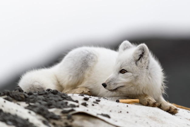 Lis polarny (Vulpes Lagopus) w dzikiej tundrze. Lis polarny leżący.