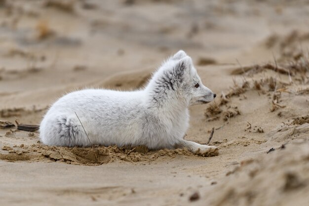 Lis Polarny (vulpes Lagopus) W Dzikiej Tundrze. Lis Polarny Leżący.