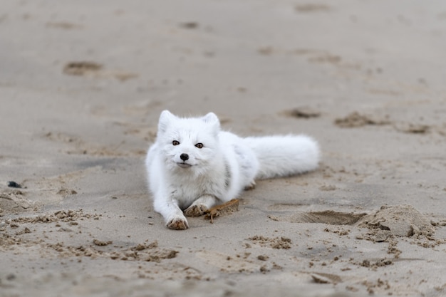 Lis polarny (Vulpes Lagopus) w dzikiej tundrze. Lis polarny leżący.