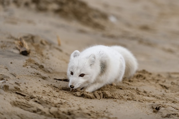 Lis polarny (Vulpes Lagopus) w dzikiej tundrze. Lis polarny leżący.