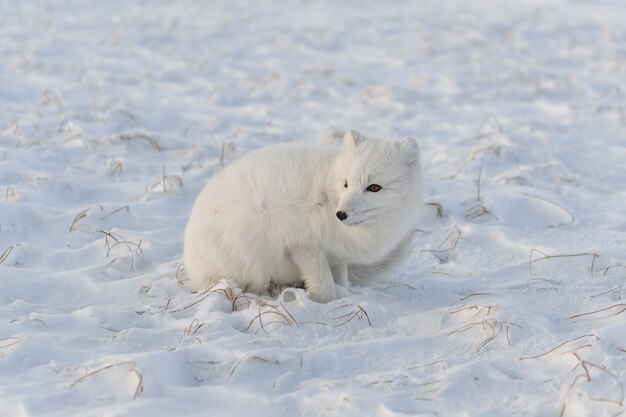 Lis Polarny (vulpes Lagopus) W Dzikiej Tundrze. Lis Polarny Leżący.