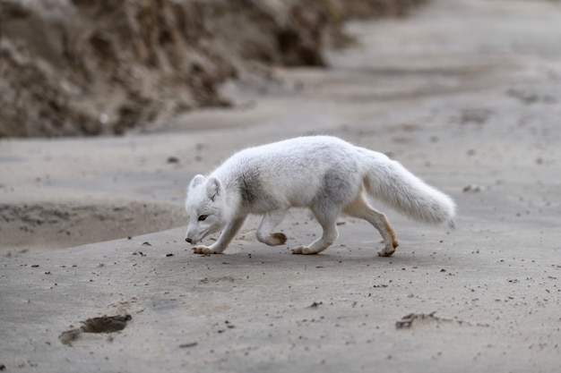 Lis polarny (Vulpes Lagopus) w dzikiej tundrze. Lis polarny na plaży.