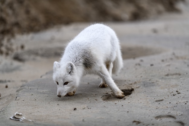 Lis polarny (Vulpes Lagopus) w dzikiej tundrze. Lis polarny na plaży.