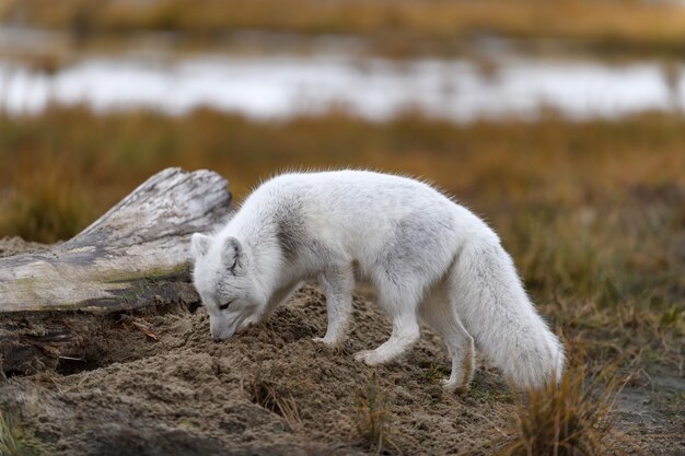 Lis Polarny (vulpes Lagopus) W Dzikiej Tundrze. Lis Polarny Na Plaży.