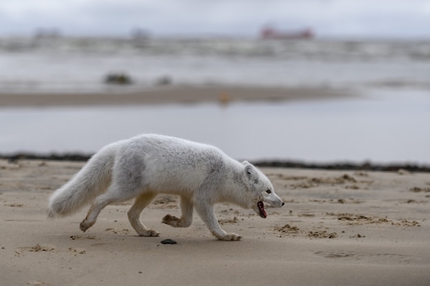 Lis Polarny (vulpes Lagopus) W Dzikiej Tundrze. Lis Polarny Na Plaży.