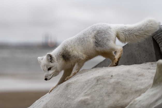 Lis polarny (Vulpes Lagopus) w dzikiej tundrze. Lis polarny na plaży.