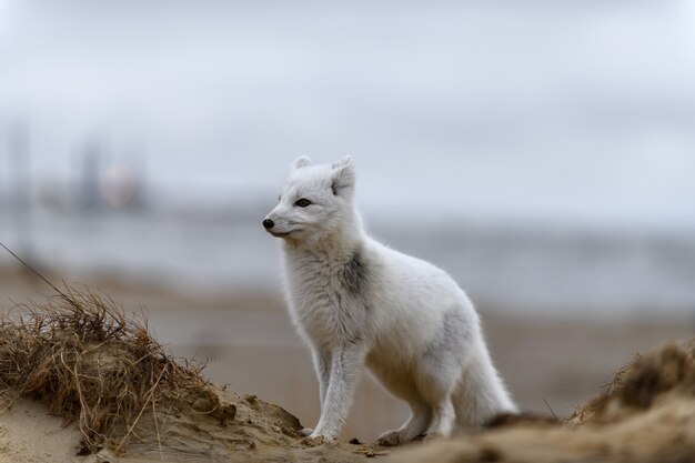 Lis polarny (Vulpes Lagopus) w dzikiej tundrze. Lis polarny na plaży.