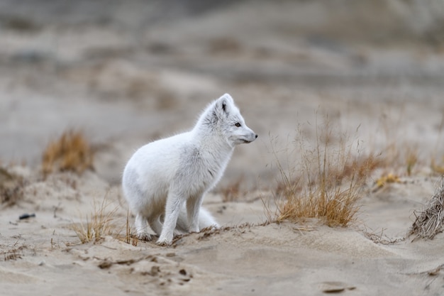 Lis polarny (Vulpes Lagopus) w dzikiej tundrze. Lis polarny na plaży.