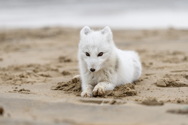 Lis polarny (Vulpes Lagopus) w dzikiej tundrze. Lis polarny na plaży.