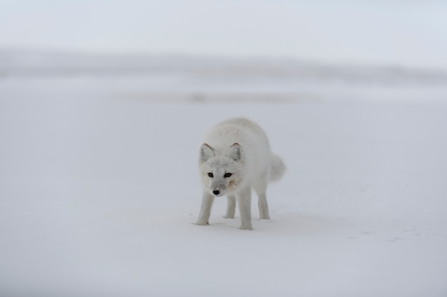 Lis polarny (Vulpes Lagopus) w dzikiej tundrze. Lis polarny na plaży.