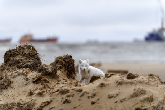 Lis Polarny (vulpes Lagopus) W Dzikiej Tundrze. Lis Polarny Się Ukrył.