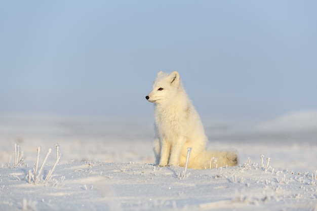 Lis polarny (Vulpes Lagopus) w dzikiej tundrze. Lis polarny siedzi.