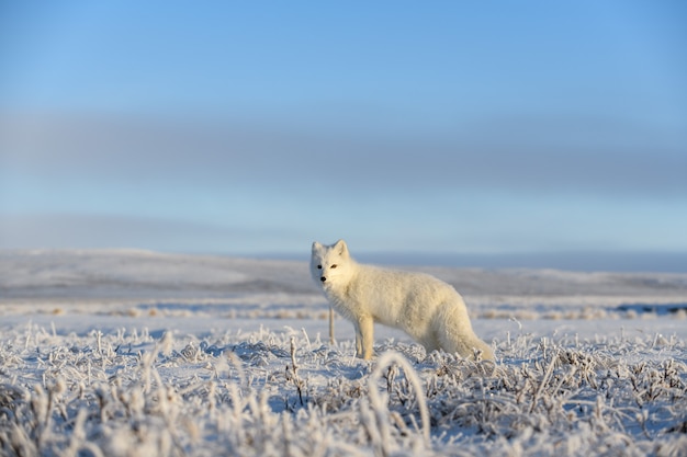 Lis polarny (Vulpes Lagopus) w dzikiej tundrze. Lis polarny stojący.