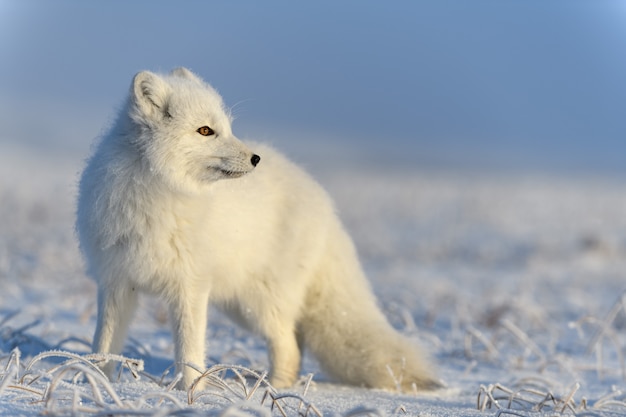 Lis polarny (Vulpes Lagopus) w dzikiej tundrze. Lis polarny stojący.