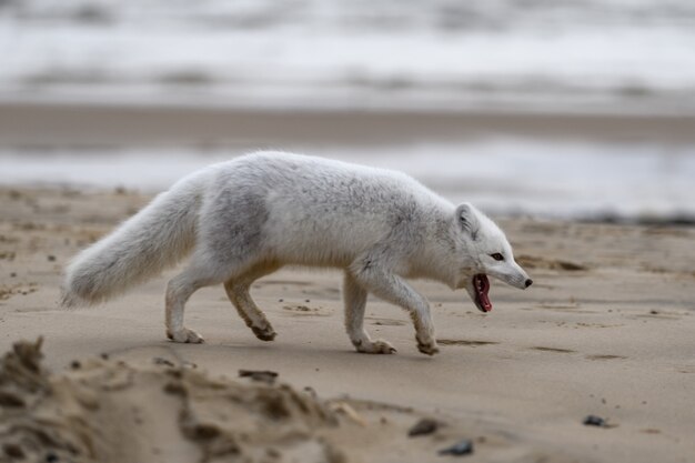 Lis Polarny (vulpes Lagopus) W Dzikiej Tundrze. Lis Polarny Z Otwartymi Ustami.