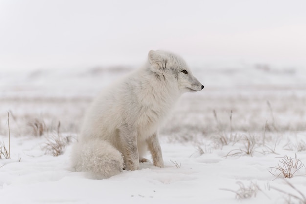 Lis polarny (Vulpes Lagopus) w dzikiej tundrze. Siedzący lis arktyczny.