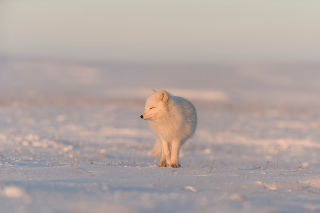 Lis polarny (Vulpes Lagopus) w dzikiej tundrze w czasie zachodu słońca. Złota godzina.