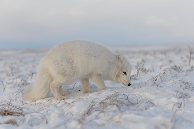 Lis polarny (Vulpes Lagopus) w okresie zimowym w tundrze syberyjskiej z tłem przemysłowym.