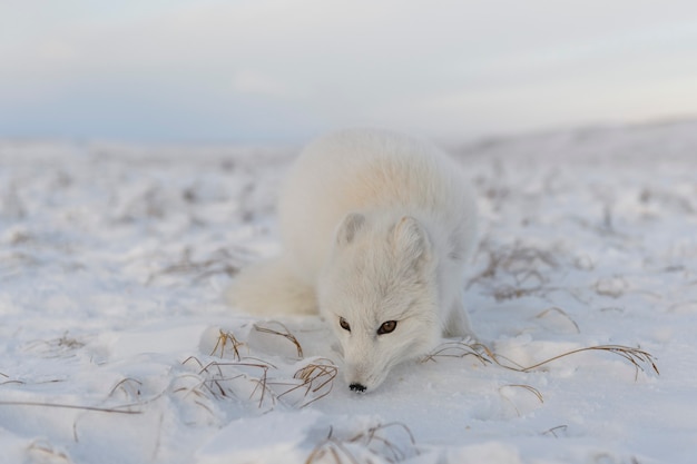 Lis polarny (Vulpes Lagopus) w okresie zimowym w tundrze syberyjskiej z tłem przemysłowym.