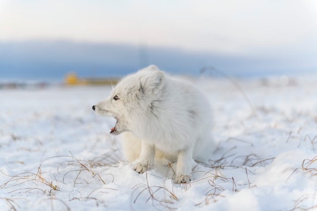 Lis polarny (Vulpes Lagopus) w okresie zimowym w tundrze syberyjskiej z tłem przemysłowym.