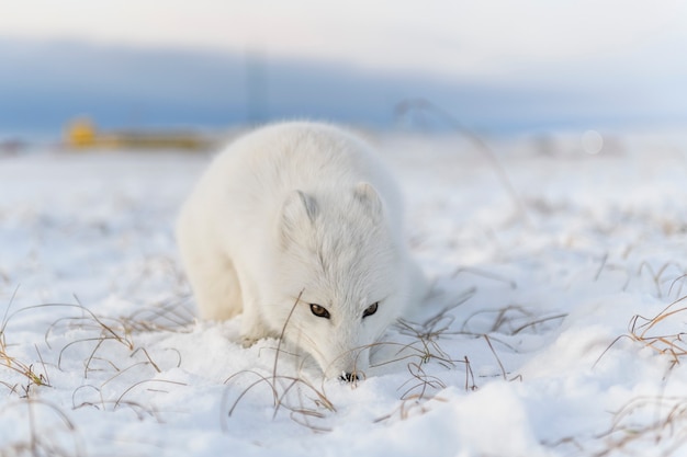 Lis polarny (Vulpes Lagopus) w okresie zimowym w tundrze syberyjskiej z tłem przemysłowym.