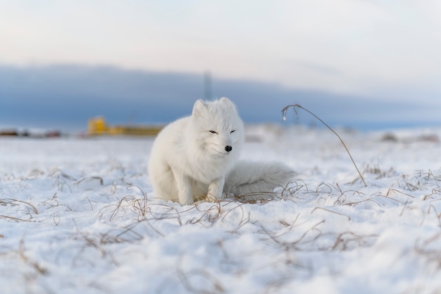 Lis polarny (Vulpes Lagopus) w okresie zimowym w tundrze syberyjskiej z tłem przemysłowym.