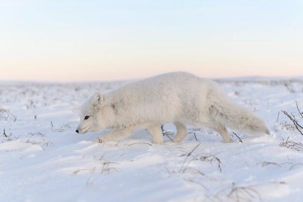 Lis polarny (Vulpes Lagopus) zimą w syberyjskiej tundrze z przemysłowym zapleczem.