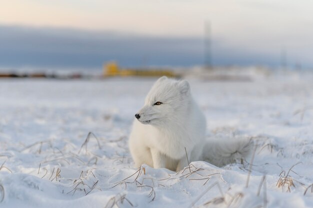 Lis polarny (Vulpes Lagopus) zimą w syberyjskiej tundrze z przemysłowym zapleczem.