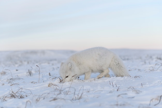 Lis polarny (Vulpes Lagopus) zimą w syberyjskiej tundrze z przemysłowym zapleczem.