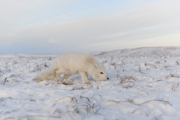 Lis polarny (Vulpes Lagopus) zimą w syberyjskiej tundrze z przemysłowym zapleczem.