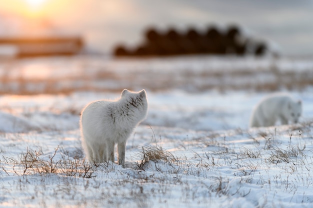 Lis polarny (Vulpes Lagopus) zimą w syberyjskiej tundrze z przemysłowym zapleczem.
