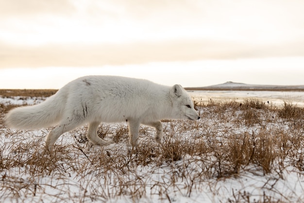 Lis Polarny (vulpes Lagopus) Zimą W Syberyjskiej Tundrze